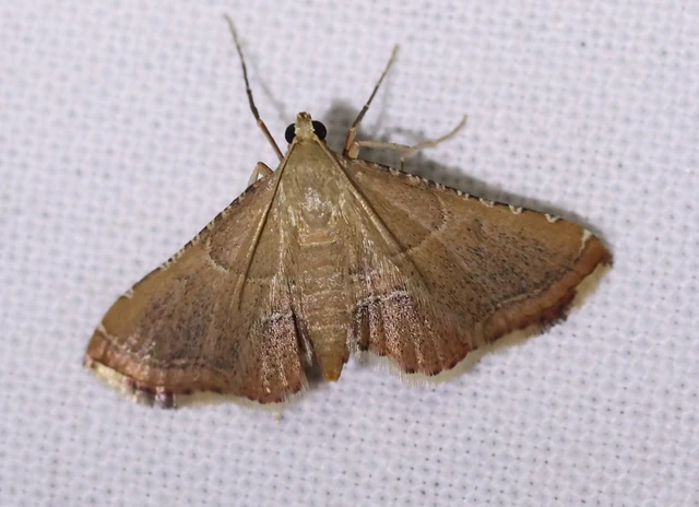 Endotricha flammealis - tüzesszárnyú fényilonca
