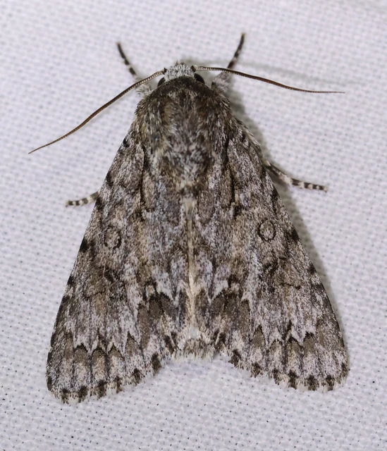 Acronicta aceris - vadgesztenye-szigonyosbagoly