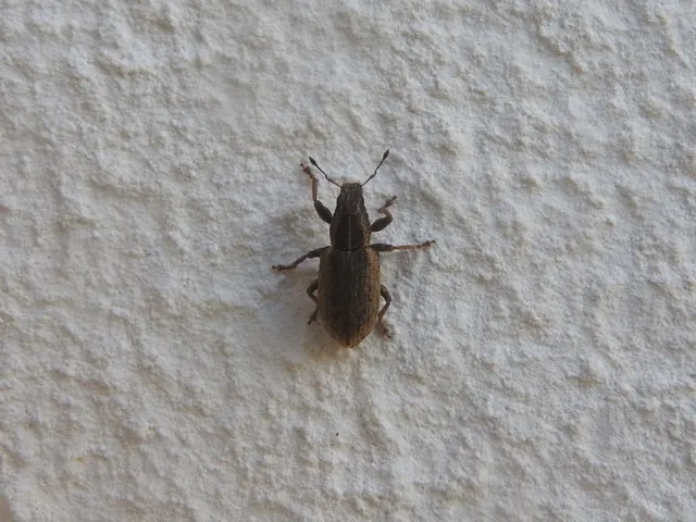 Sitona humeralis - lucerna-csipkézőbogár