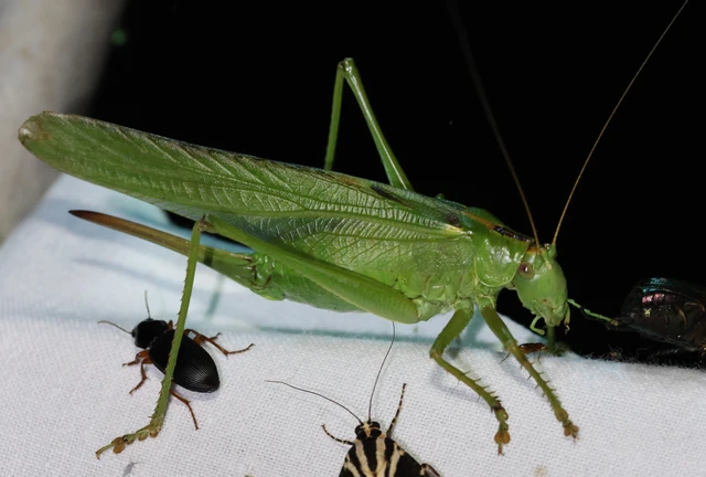 Tettigonia viridissima - zöld lombszöcske