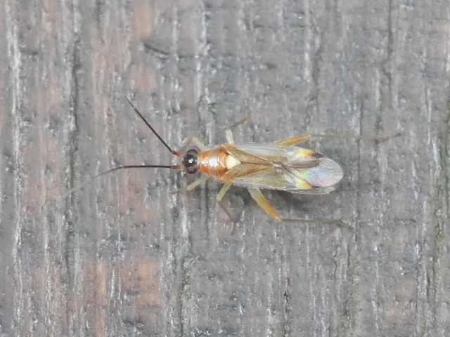 Campyloneura virgula Campyloneura virgula