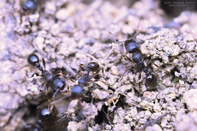 Tetramorium moravicum - morva gyepihangya