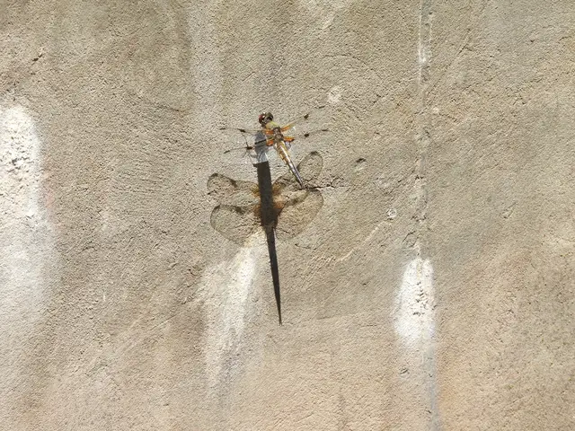 Libellula quadrimaculata - négyfoltos laposacsa