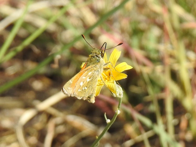 Hesperia comma - vesszős busalepke