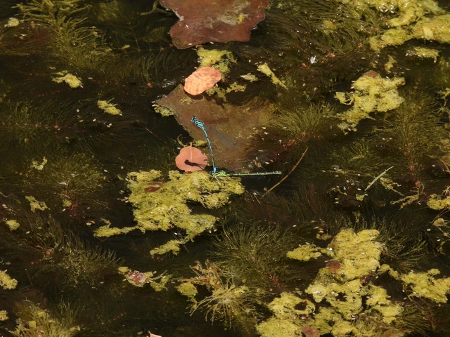 Coenagrion puella - azúrkék légivadász