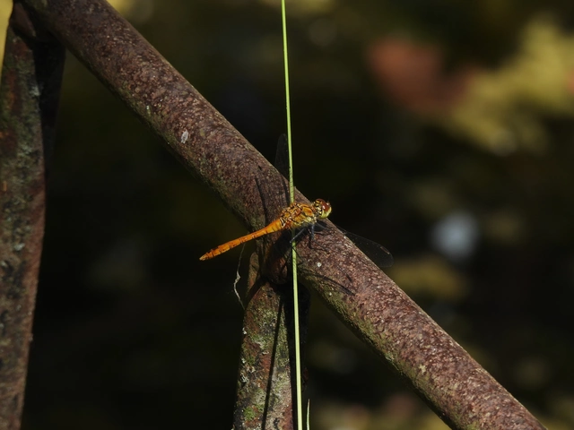 Sympetrum sanguineum - vörös katona-szitakötő