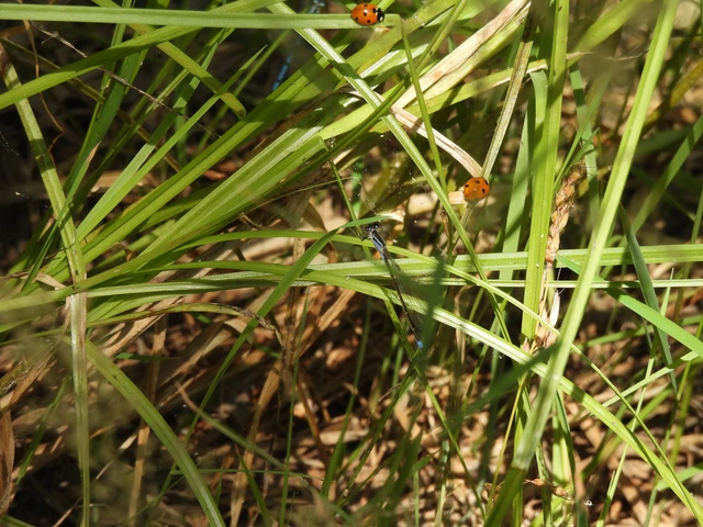 Ischnura elegans pontica - kéköves légivadász