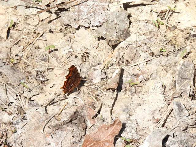 Nymphalis c-album - C-betűs lepke