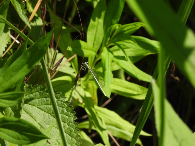 Platycnemis pennipes - széleslábú szitakötő