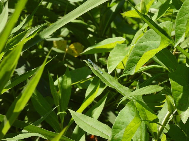 Coenagrion puella - azúrkék légivadász