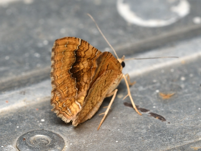 kétvonalas sávosaraszoló - Camptogramma bilineata