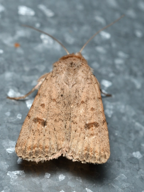 közönséges selymesbagoly - Paradrina clavipalpis