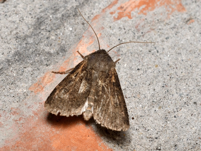 Agrotis segetum - vetési földibagoly