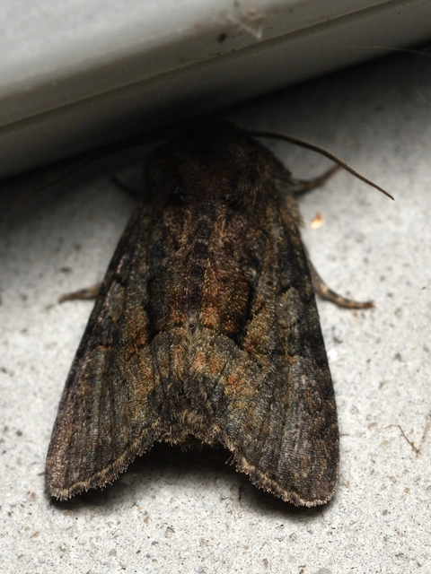 fekete dudvabagoly - Oligia latruncula