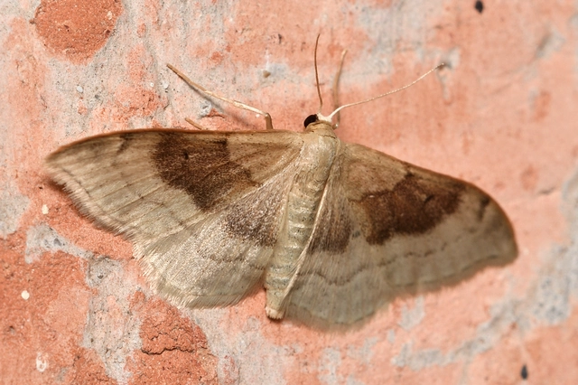 barnasávos araszoló - Idaea degeneraria