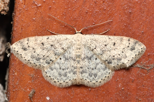 pettyes sávosaraszoló - Scopula marginepunctata