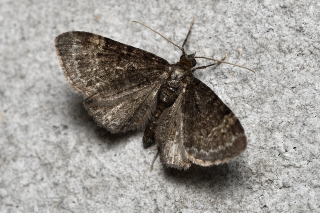 Pasiphila rectangulata - almavirág-araszoló