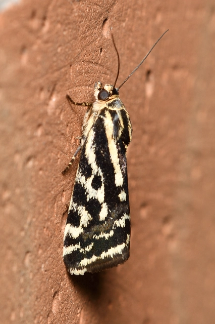 zebrabagoly - Emmelia trabealis