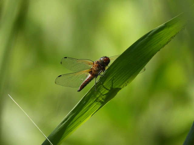 Libellula fulva - kisfoltos laposacsa