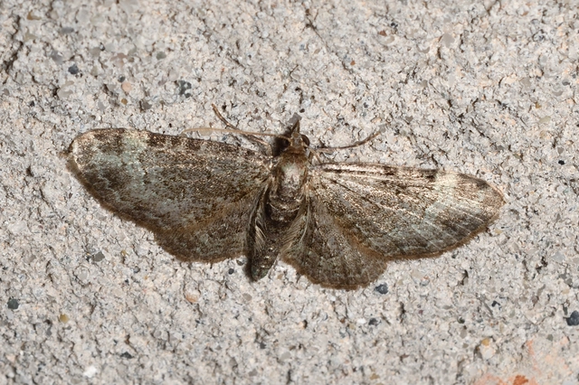 Pasiphila rectangulata - almavirág-araszoló