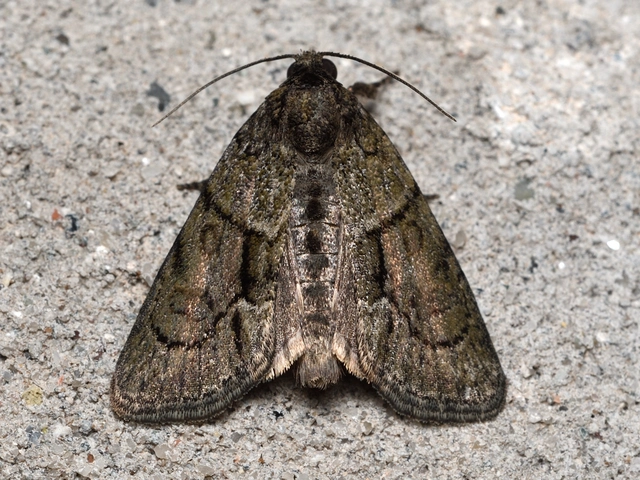Cryphia fraudatricula - homoki zuzmóbagoly