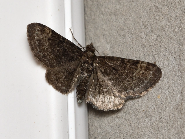Pasiphila rectangulata - almavirág-araszoló