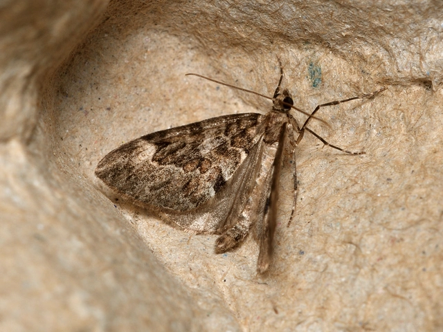 Thera variata/britannica