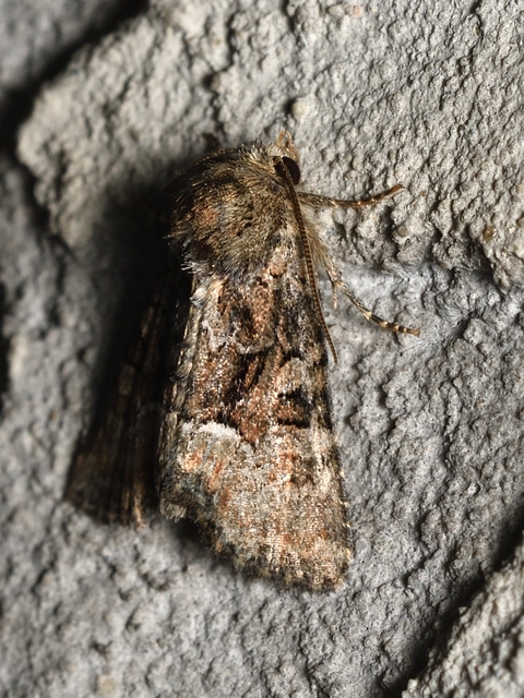 Oligia strigilis/latruncula/versicolor