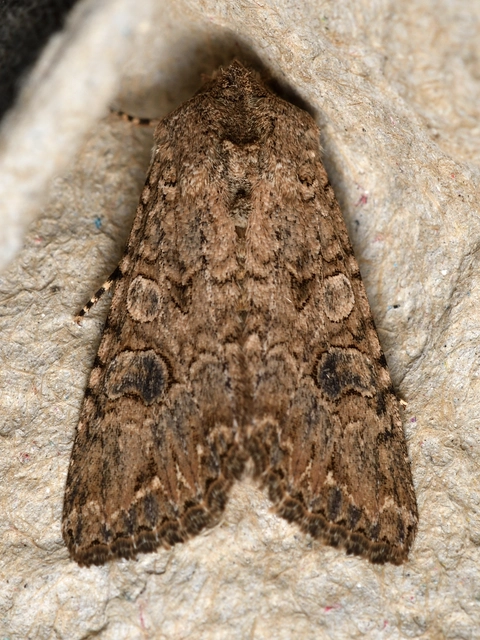 lóherebagoly - Hadula trifolii