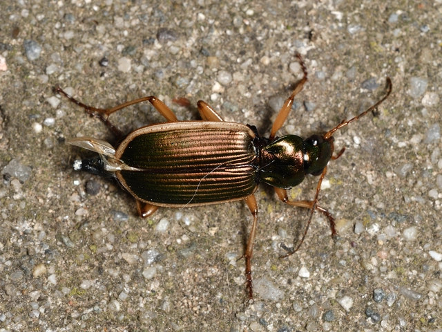 Chlaenius spoliatus - csupasz bűzfutó