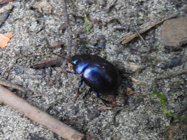 Chrysolina sturmi - vöröslábú levelész