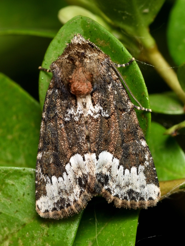 Oligia strigilis - kormos dudvabagoly