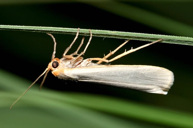 déli zuzmószövő - Eilema caniola