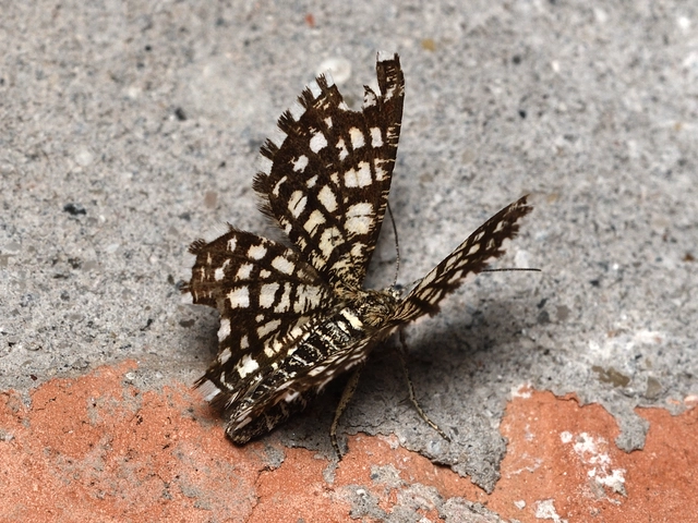 rácsos rétiaraszoló - Chiasmia clathrata