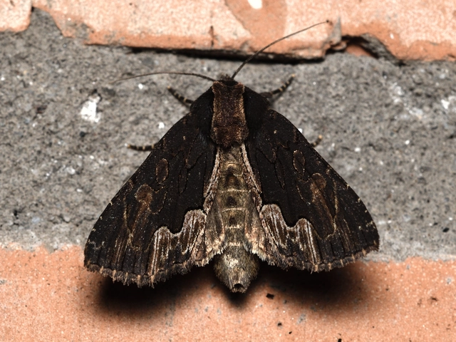 szurokbarna nyáribagoly - Dypterygia scabriuscula