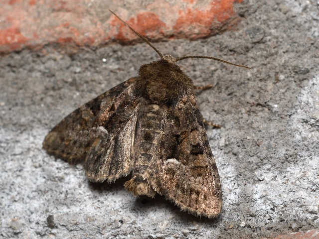 Oligia strigilis/latruncula/versicolor