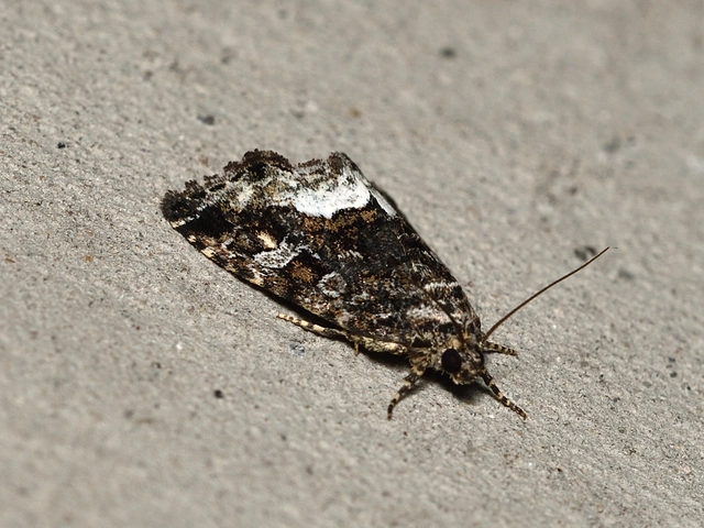 fehérsávos apróbagoly - Protodeltote pygarga