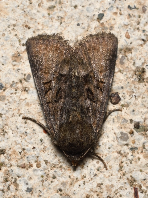 Oligia strigilis/latruncula/versicolor