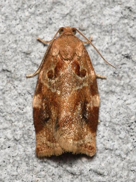 Archips xylosteana - kökényszövő sodrómoly