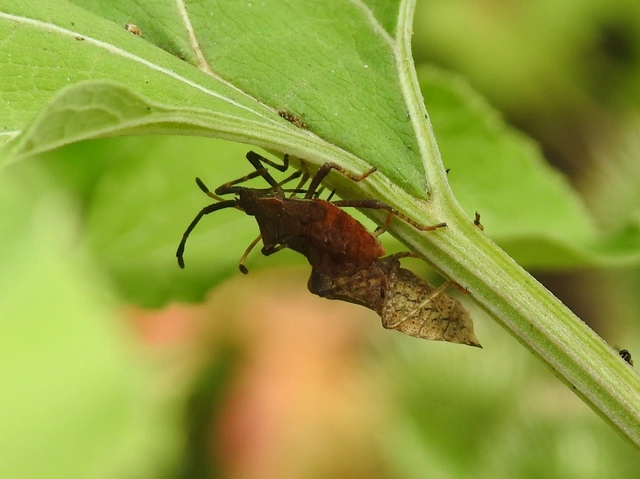 Coreus marginatus - közönséges karimáspoloska
