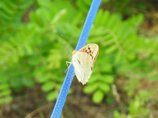Argynnis pandora - zöldes gyöngyházlepke