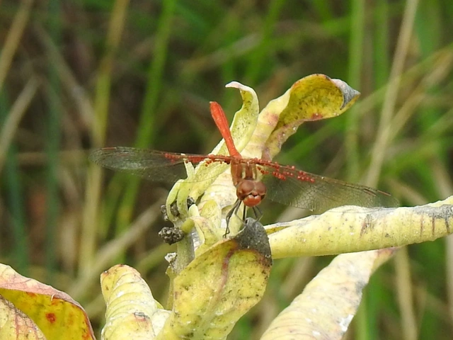 Sympetrum meridionale - fakó katona-szitakötő