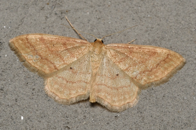 Idaea rufaria - vörhenyes sávosaraszoló