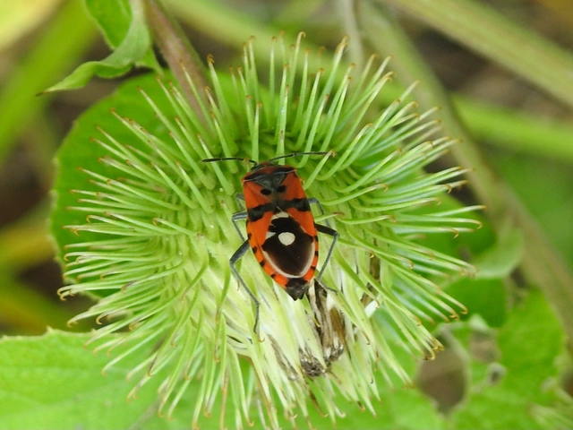Lygaeus equestris/simulans