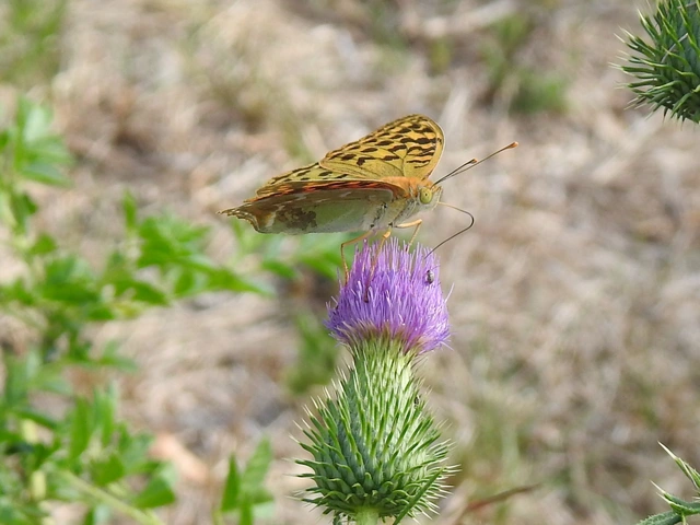Argynnis pandora - zöldes gyöngyházlepke