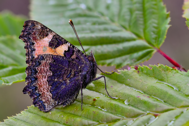 Nymphalis urticae - kis rókalepke Nymphalis urticae - kis rókalepke