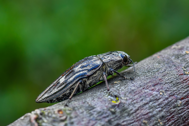 Chalcophora mariana - nagy fenyvesdíszbogár