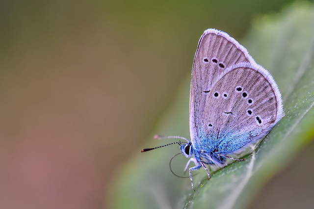 Cyaniris semiargus - aprószemes boglárka
