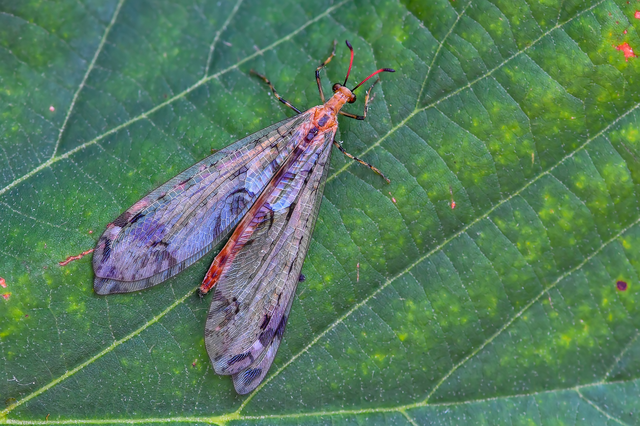 Dendroleon pantherinus - párducfoltos hangyaleső
