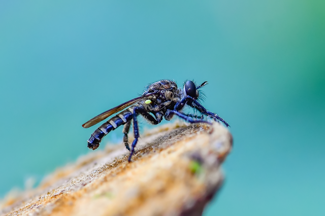 Diptera - Kétszárnyúak